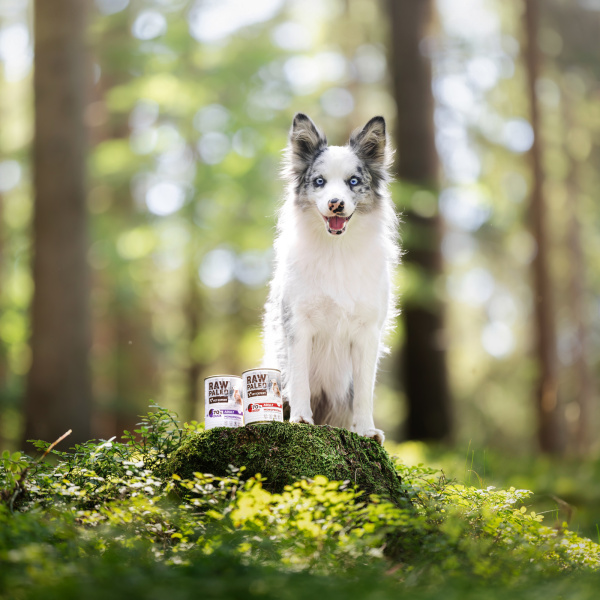 RAW PALEO PUPPY BEEF 6x400g - mokra karma dla szczeniąt monoproteina z wołowiną