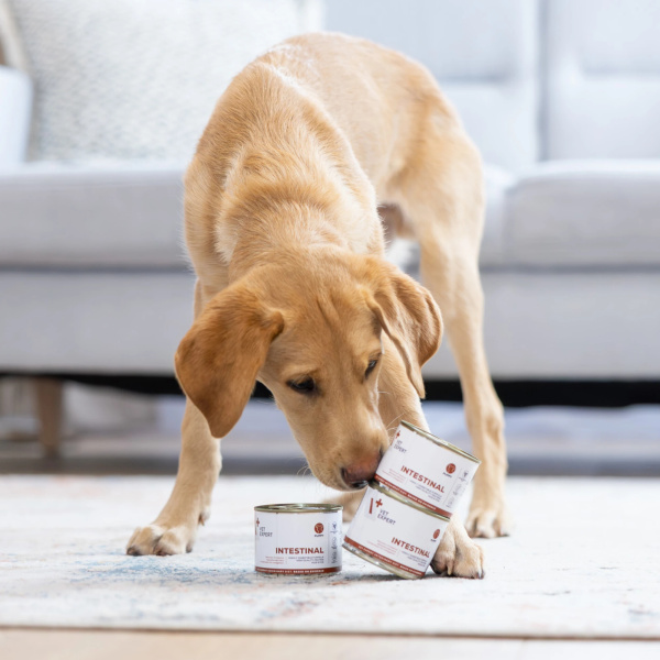 VET EXPERT INTESTINAL PUPPY 6x200g – lekkostrawna mokra karma weterynaryjna dla szczeniąt z zaburzeniami trawiennymi