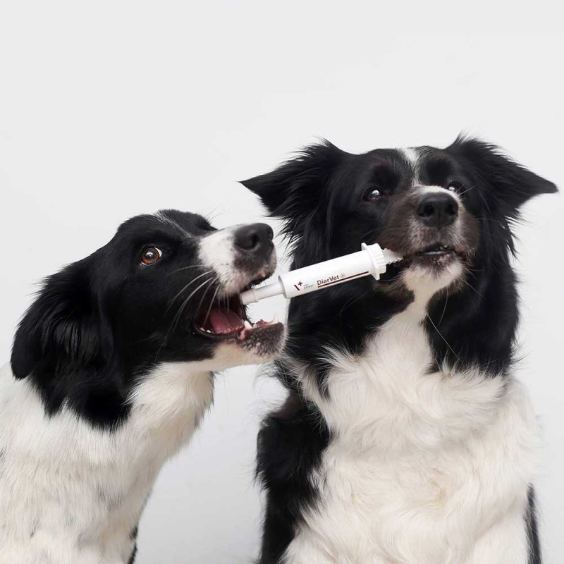 VET EXPERT DIARVET - preparat wspomagający w biegunce dla psów i kotów 20g